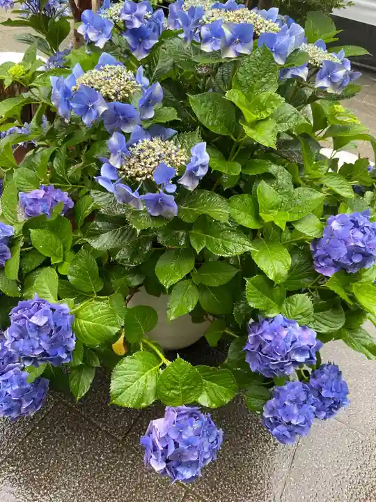 東京大神宮の庭園