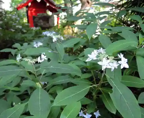 観音正寺の自然