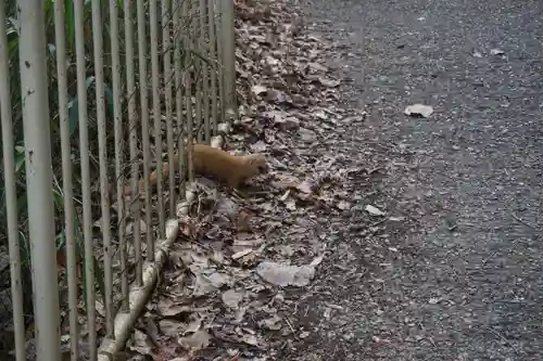 諏訪神社・諏訪山稲荷神社の動物