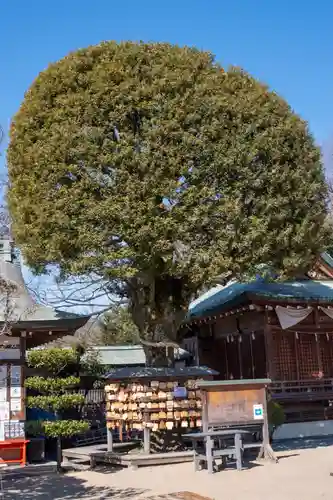 足利織姫神社(栃木県)