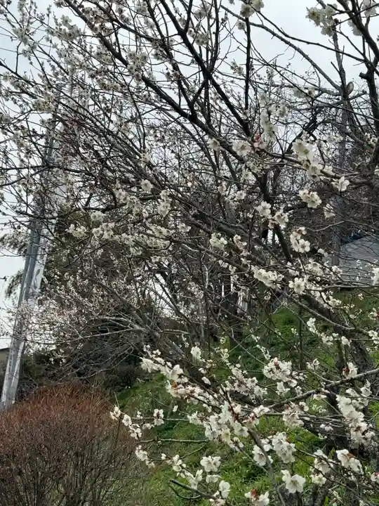 鹿島大神宮の御朱印