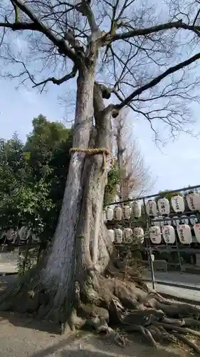 縣神社の自然