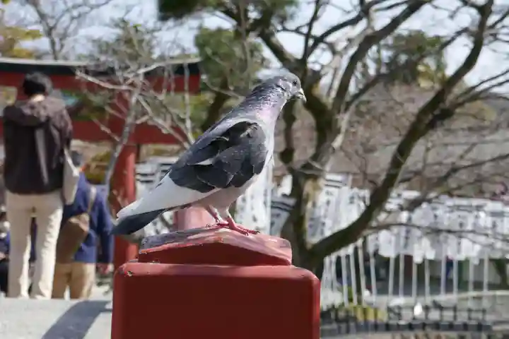 鶴岡八幡宮の動物