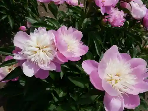 金蛇水神社(宮城県)