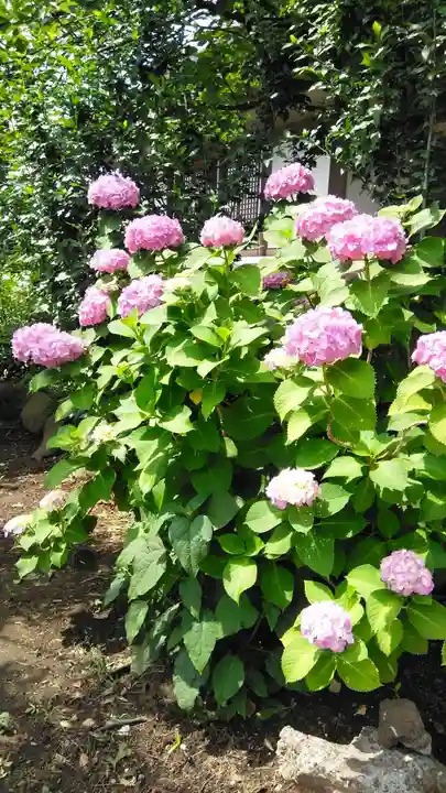 時宗総本山 遊行寺(正式:清浄光寺)(神奈川県)
