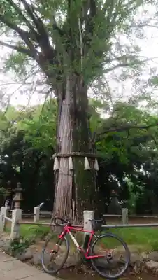 赤坂氷川神社(東京都)
