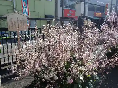 とげぬき地蔵尊 高岩寺の御朱印