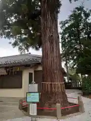 熊野神社(埼玉県)