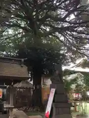 太子堂八幡神社の狛犬