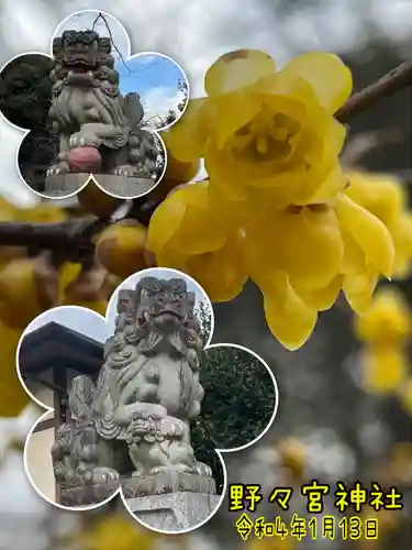 野々宮神社の狛犬