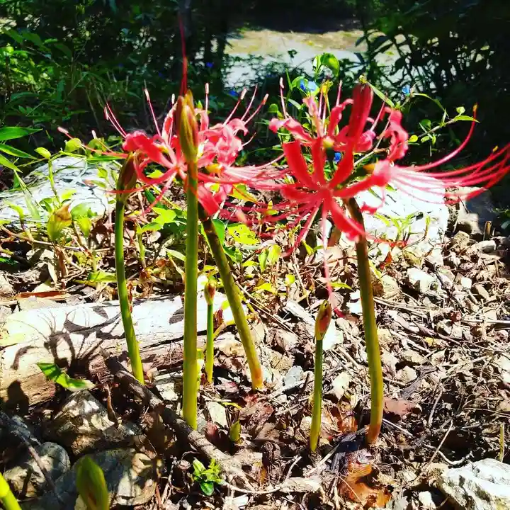 普門寺(切り絵御朱印発祥の寺)の自然