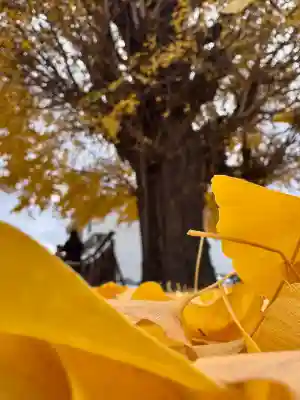 慧光寺(京都府)