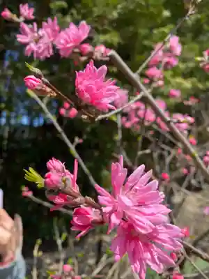 本土寺(千葉県)