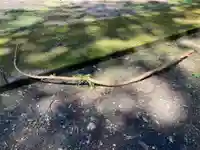 大宮温泉神社(栃木県)