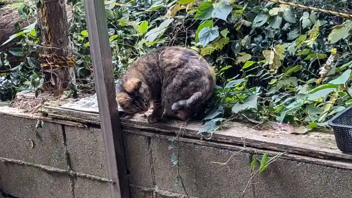 江島神社の動物