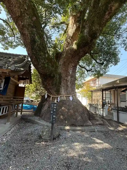 大神社の{uncategorized: "未分類", other: "その他", undefined: "問題あり", building: "その他建物", grave: "お墓", sacred_gate: "鳥居", guardian: "狛犬", statue: "像", buddha: "仏像", history: "歴史", nature: "自然", garden: "庭園", animal: "動物", pagoda: "塔", temizu: "手水舎", mountain_gate: "山門・神門", sanctuary: "本殿・本堂", subordinate: "末社・摂社", art: "芸術", scenery: "景色", jizo: "地蔵", ema: "絵馬", goshuin: "御朱印", omikuji: "おみくじ", items: "授与品その他", amulet: "お守り", goshuincho: "御朱印帳", eats: "食事", festival: "お祭り", votive_dance: "神楽", shichigosan: "七五三参", wedding: "結婚式", experience: "体験その他", initially: "初詣", around: "周辺", anti_infection: "感染症対策"}