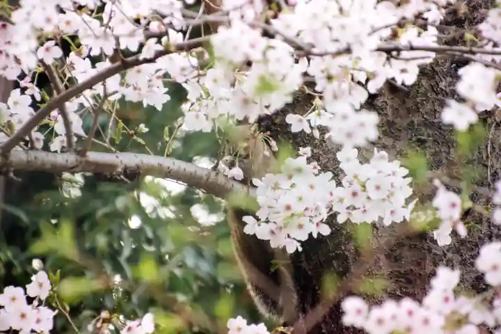 正安寺(神奈川県)