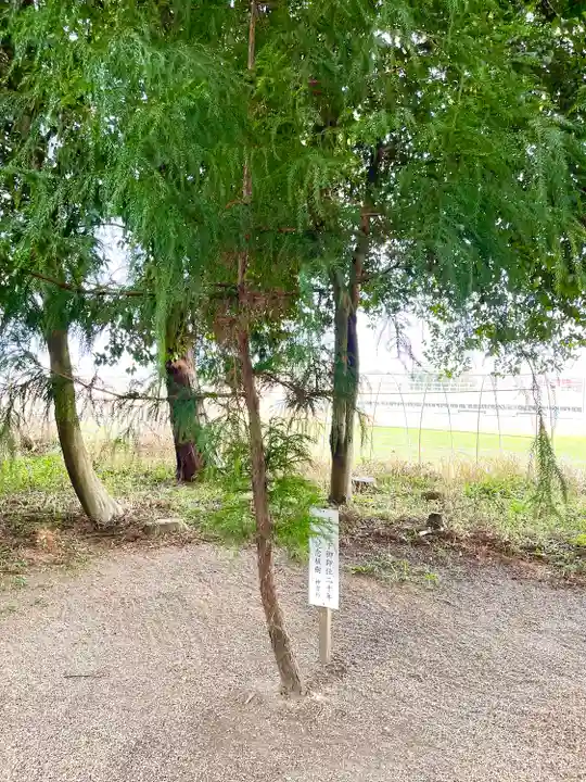 西野々八雲神社の自然