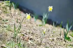 浄土寺の自然(2023年03月13日(月) 08時24分39秒投稿)