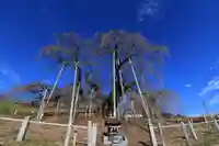 瀧桜神明宮の本殿・本堂