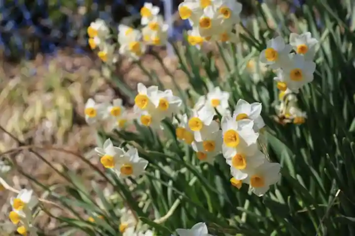 正法寺(京都府)