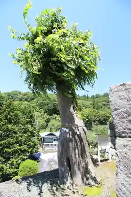 夫婦木神社(山梨県)