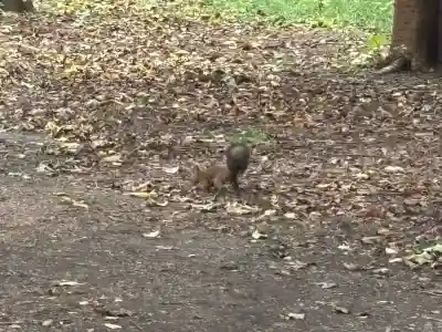 北海道神宮(北海道)