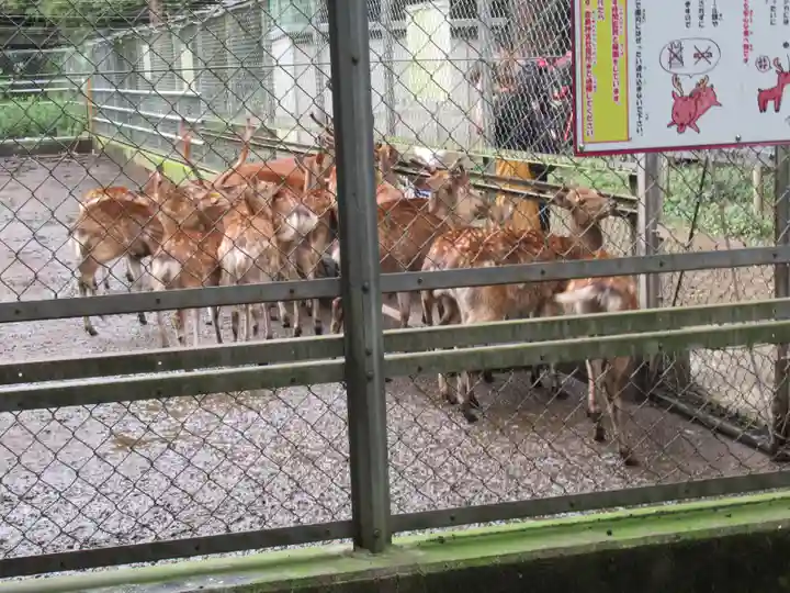 鹿島神宮の動物
