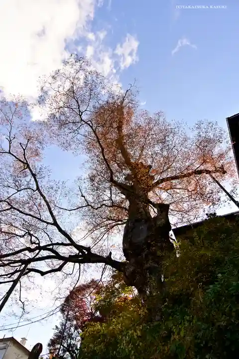 武蔵御嶽神社の自然