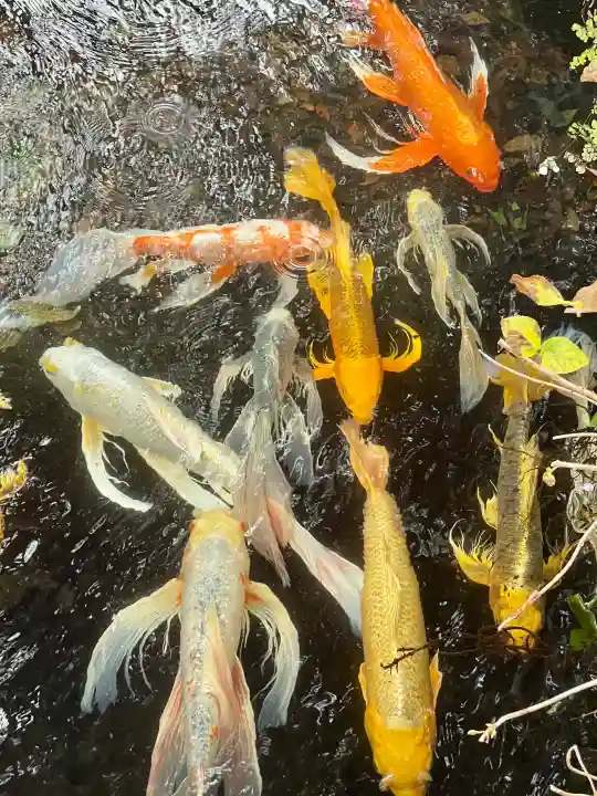 愛染明王堂の{uncategorized: "未分類", other: "その他", undefined: "問題あり", building: "その他建物", grave: "お墓", sacred_gate: "鳥居", guardian: "狛犬", statue: "像", buddha: "仏像", history: "歴史", nature: "自然", garden: "庭園", animal: "動物", pagoda: "塔", temizu: "手水舎", mountain_gate: "山門・神門", sanctuary: "本殿・本堂", subordinate: "末社・摂社", art: "芸術", scenery: "景色", jizo: "地蔵", ema: "絵馬", goshuin: "御朱印", omikuji: "おみくじ", items: "授与品その他", amulet: "お守り", goshuincho: "御朱印帳", eats: "食事", festival: "お祭り", votive_dance: "神楽", shichigosan: "七五三参", wedding: "結婚式", experience: "体験その他", initially: "初詣", around: "周辺", anti_infection: "感染症対策"}