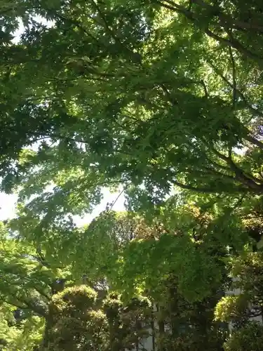 大雲寺の自然