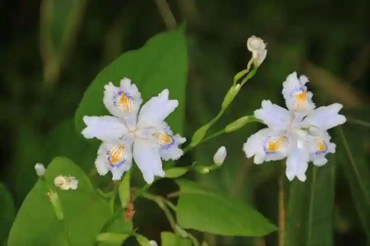 三春大神宮の庭園