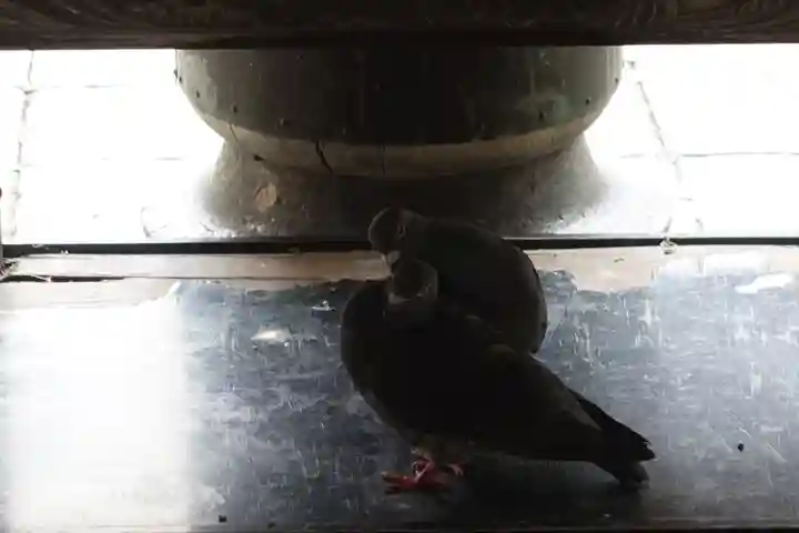 頂法寺(六角堂)の動物