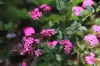 岩上神社の自然