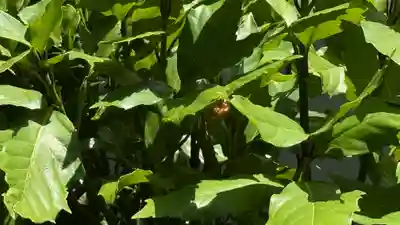 西善寺(埼玉県)