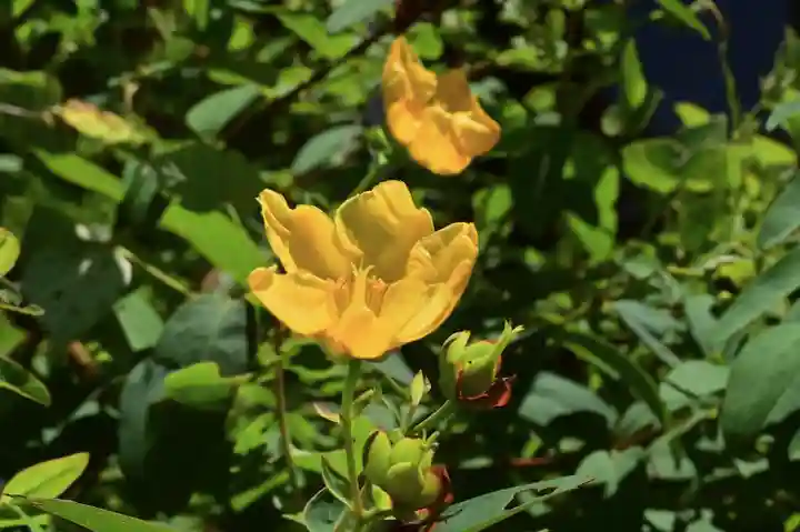 高龍神社 奥之院(新潟県)