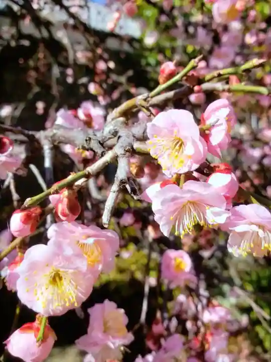 松應寺(東京都)