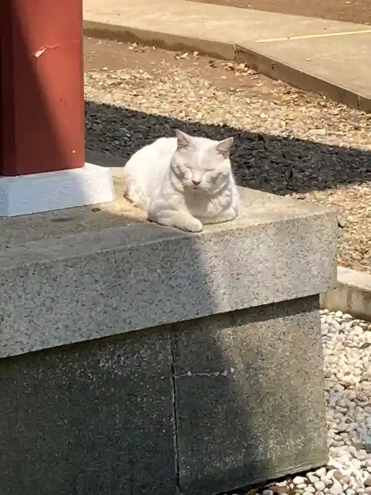 小金八坂神社(千葉県)