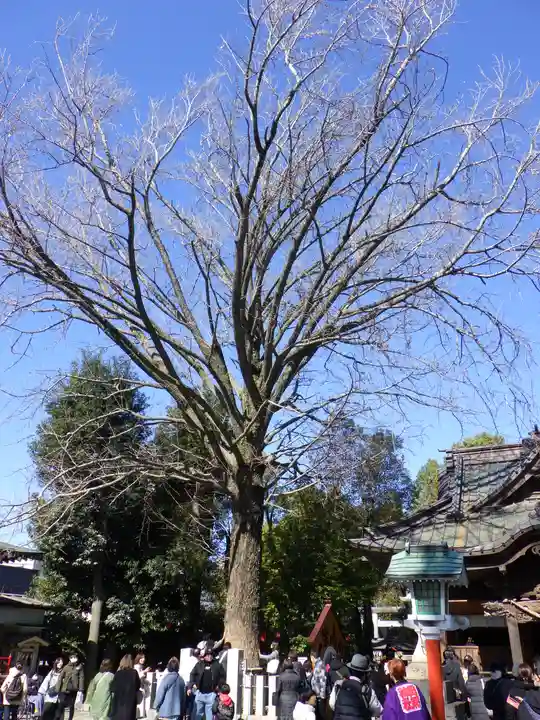 田無神社の自然