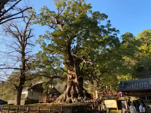 蒲生八幡神社の自然