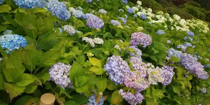 三室戸寺の自然
