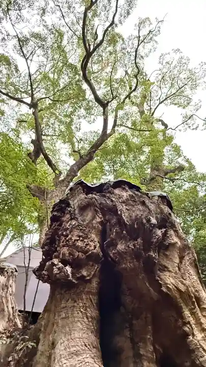 來宮神社(静岡県)