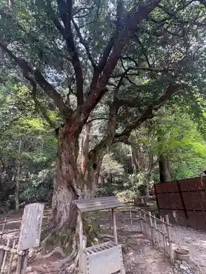 小國神社(静岡県)