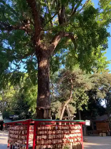 平塚八幡宮の自然
