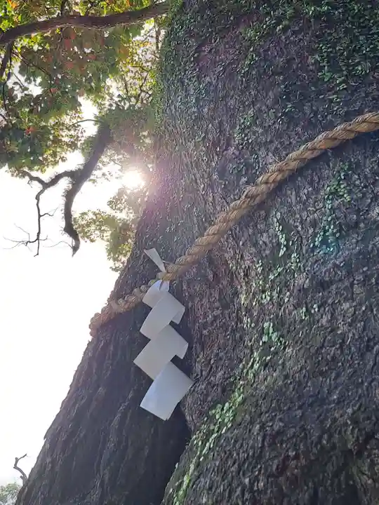 三嶋大社(静岡県)