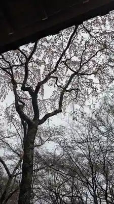 勝持寺（花の寺）(京都府)