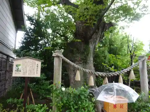 溝口神社の自然