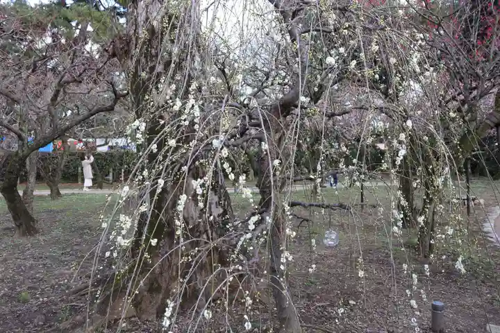 北野天満宮(京都府)