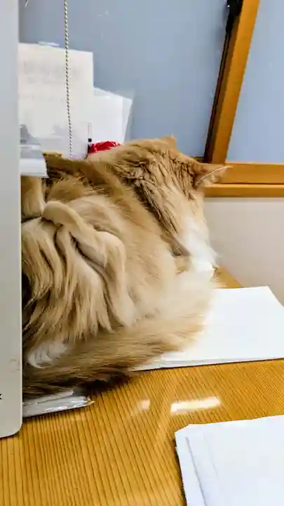 駒込妙義神社の動物