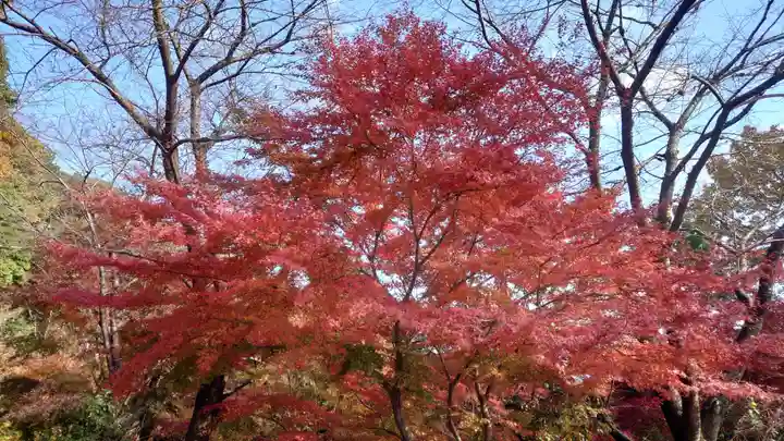 日龍峯寺(高澤観音)(美濃清水)(岐阜県)